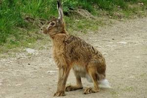 europaeischer_feldhase_lepus_europaeus.jpg europaeischer_feldhase_lepus_europaeus.jpg
