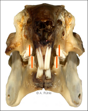 kaninchen_gebiss_rabbit_dentition.png kaninchen_gebiss_rabbit_dentition.png