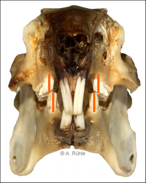 kaninchen_gebiss_rabbit_dentition.png