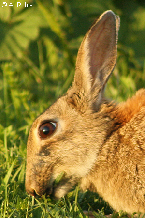 wildkaninchen_abbeissen_wild_rabbit_bite.png wildkaninchen_abbeissen_wild_rabbit_bite.png