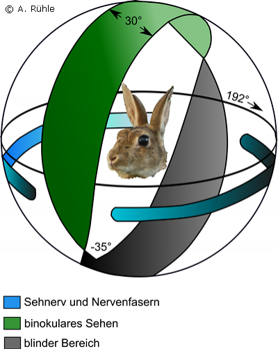 rabbit_visual_space.png rabbit_visual_space.png