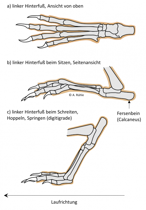 podermatitis_digitigrade_plantigrade.png podermatitis_digitigrade_plantigrade.png