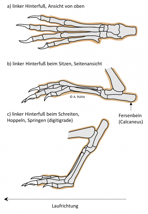 podermatitis_digitigrade_plantigrade.png