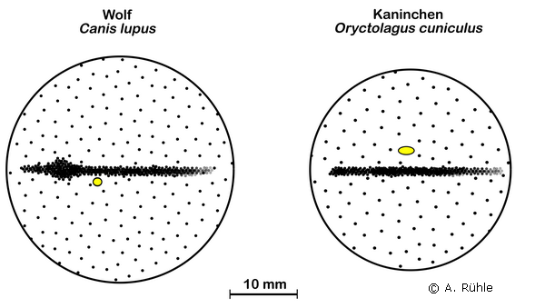 rabbit_eye_area_centralis.png rabbit_eye_area_centralis.png