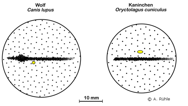 rabbit_eye_area_centralis.png