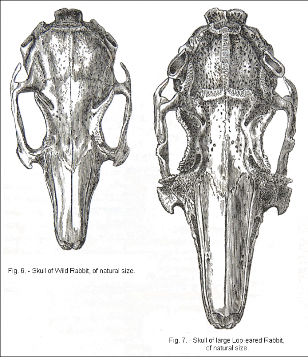 darwin_1868_rabbit_skulls.png darwin_1868_rabbit_skulls.png