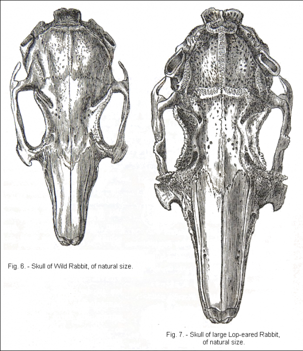 darwin_1868_rabbit_skulls.png