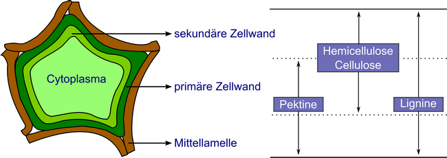 rohfaser_zelle.png rohfaser_zelle.png