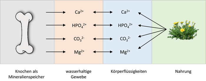 ionen_gleichgewicht.png ionen_gleichgewicht.png