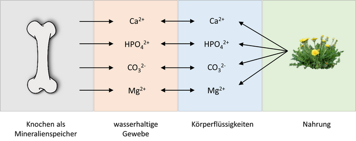 ionen_gleichgewicht.png