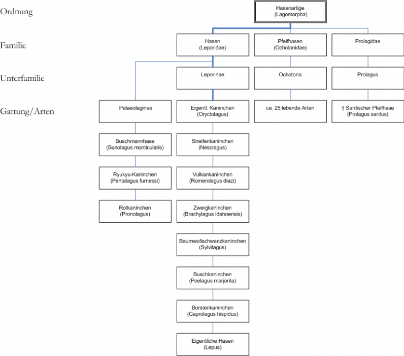 systematik_lagomorpha.png