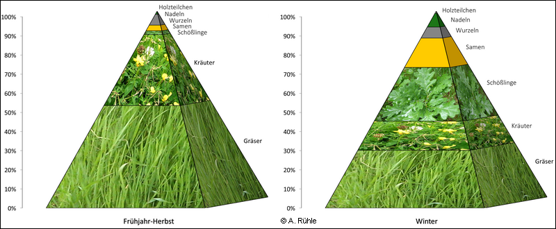 rabbit_homolka_pyramid.png rabbit_homolka_pyramid.png