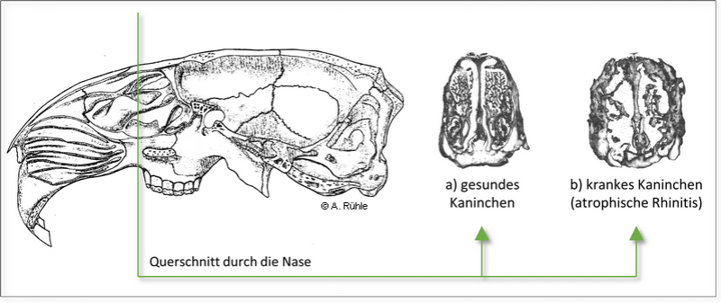 rabbit_nose_atrophie.png rabbit_nose_atrophie.png