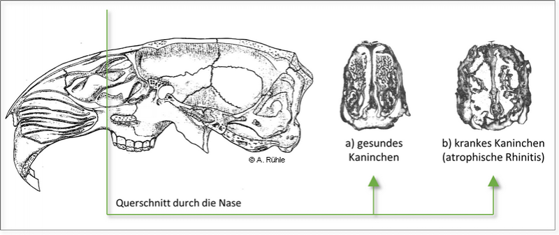 rabbit_nose_atrophie.png