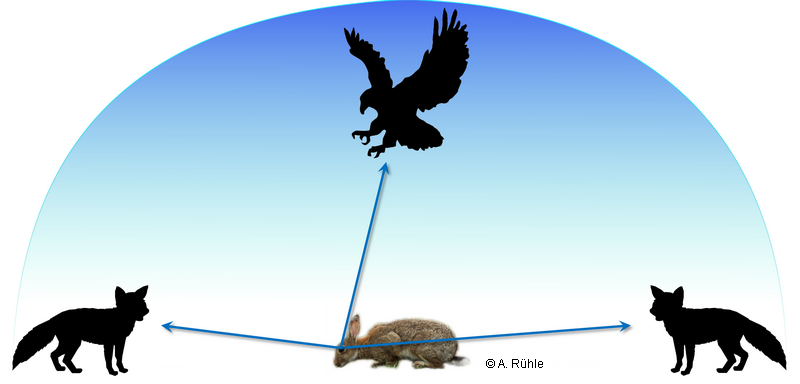 rabbit_eye_predator.png rabbit_eye_predator.png