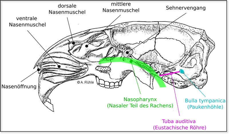 rabbit_nose.png rabbit_nose.png