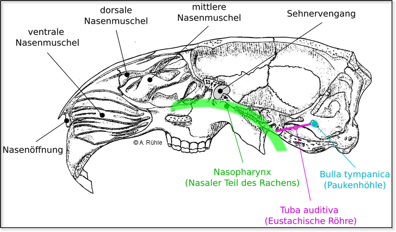 rabbit_nose.png