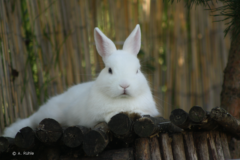 rabbit_eye_hermelin.png rabbit_eye_hermelin.png