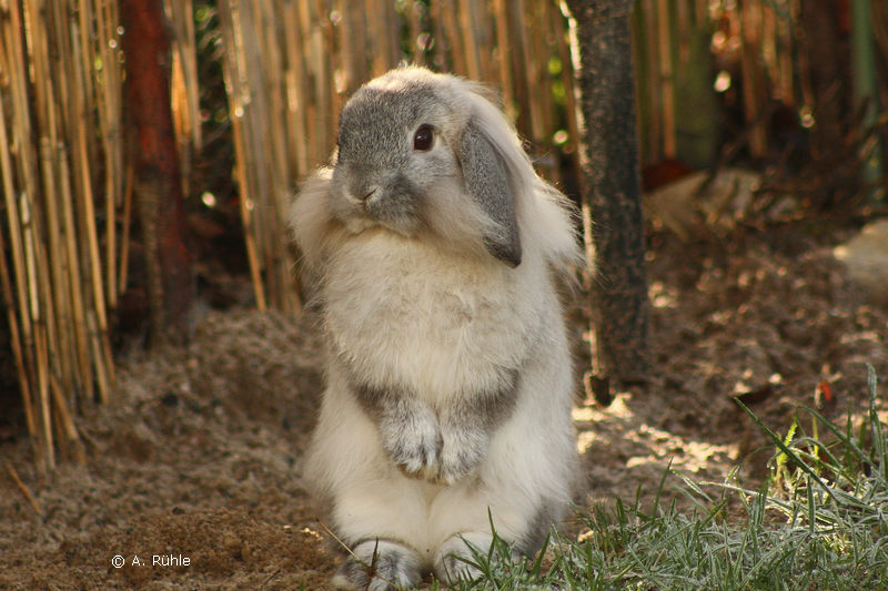 rabbit_eye_lop_ear.png rabbit_eye_lop_ear.png