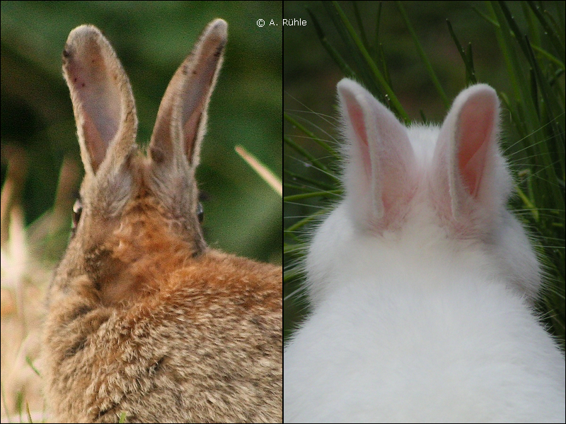 rabbit_eye_wild_hermelin_back.png rabbit_eye_wild_hermelin_back.png