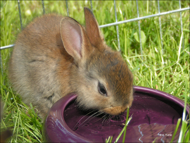 kaninchen_wasser.png kaninchen_wasser.png