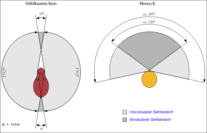 rabbit_eye_visual_area.png rabbit_eye_visual_area.png