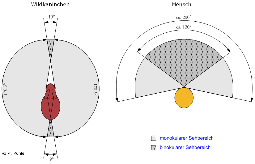 rabbit_eye_visual_area.png