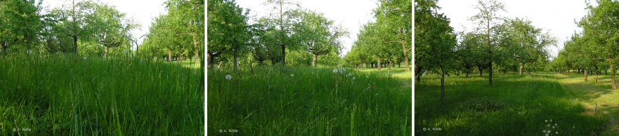 rabbit_eye_view04.png rabbit_eye_view04.png