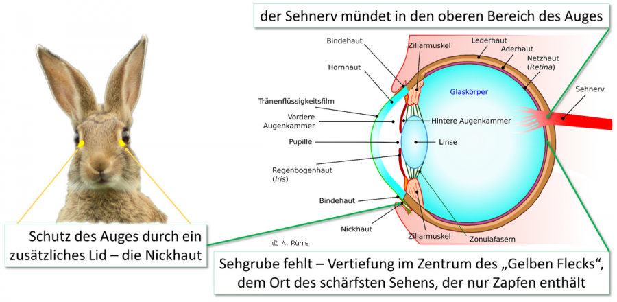 rabbit_eye.png rabbit_eye.png