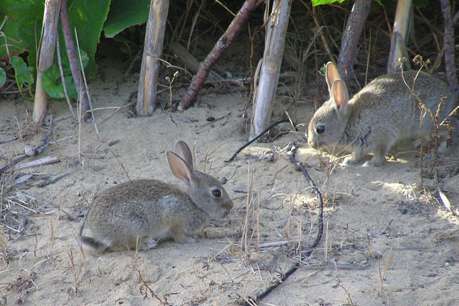 porto_santo_wild_rabbit.png porto_santo_wild_rabbit.png