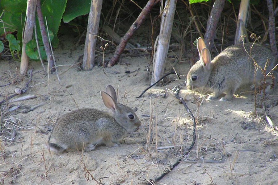 porto_santo_wild_rabbit.png