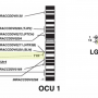 kh_2026_chantry-darmon_et_al_2006_rabbit_integrated_genetic_and_cytogenetic_map.png