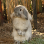rabbit_eye_lop_ear.png