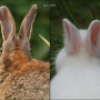 rabbit_eye_wild_hermelin_back.png