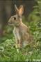 bilder:wild_rabbit_oryctolagus_cuniculus_001.jpg