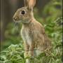 wild_rabbit_oryctolagus_cuniculus_001.jpg